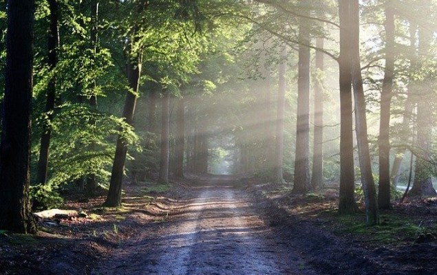 चार धाम हाईवे प्रोजेक्ट: जंगल को नुकसान की भरपाई के लिए पौधरोपण कराए सरकार।